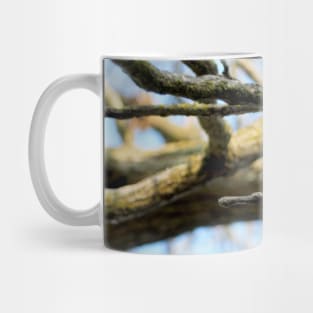 Curious Black-capped Chickadee Perched On a Tree Branch Mug